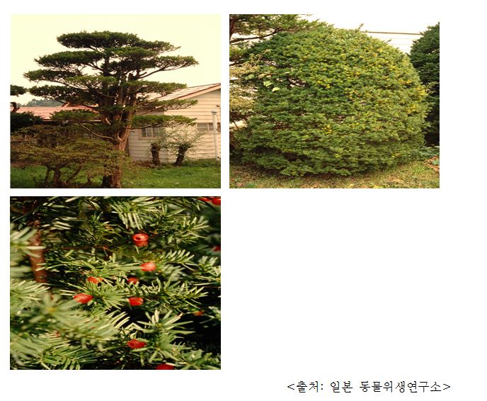 주목 Japanese yew (Taxus cuspidata)