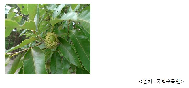 참나무(도토리) Oaks (Quercus spp.)