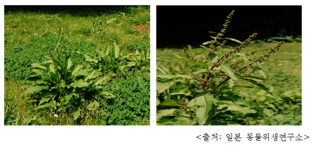 참소리쟁이 Curly dock (Rumex japonicus Houtt.)