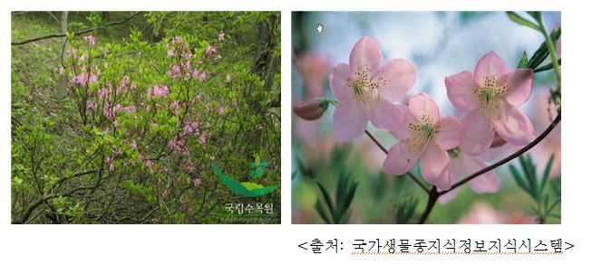 철쭉 Royal azalea (Rhododendron schlippenbachii Maxim.)