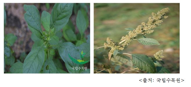 털비름 Pigweed, redroot, green amaranth, wild beet (Amaranthus retroflexus L.)
