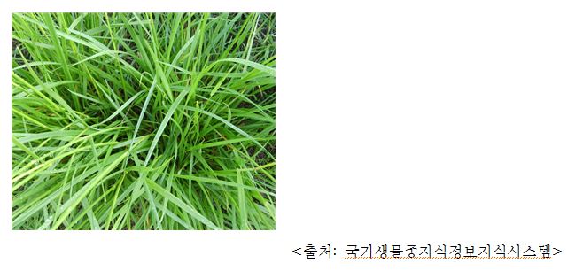 톨페스큐 Tall fescue (Festuca arundinacea)