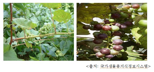 포도 Grape, raisin (Vitis vinifera L.)