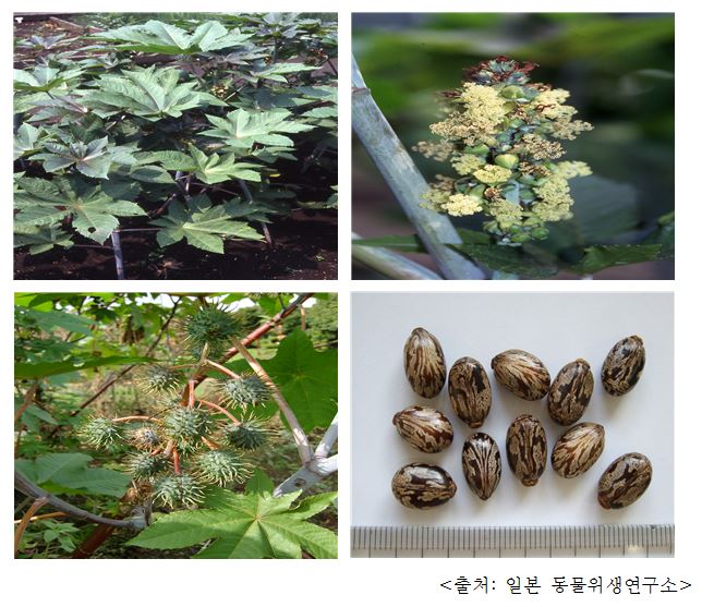 피마자 Caster bean, castor-oil plant (Ricinus communis L.)