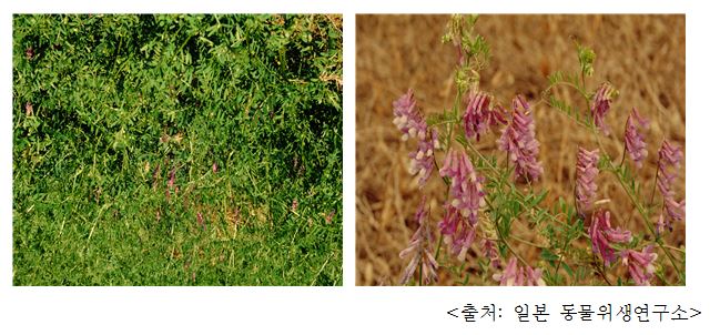 헤어리베치 Hairy vetch (Vivia villosa Roth)