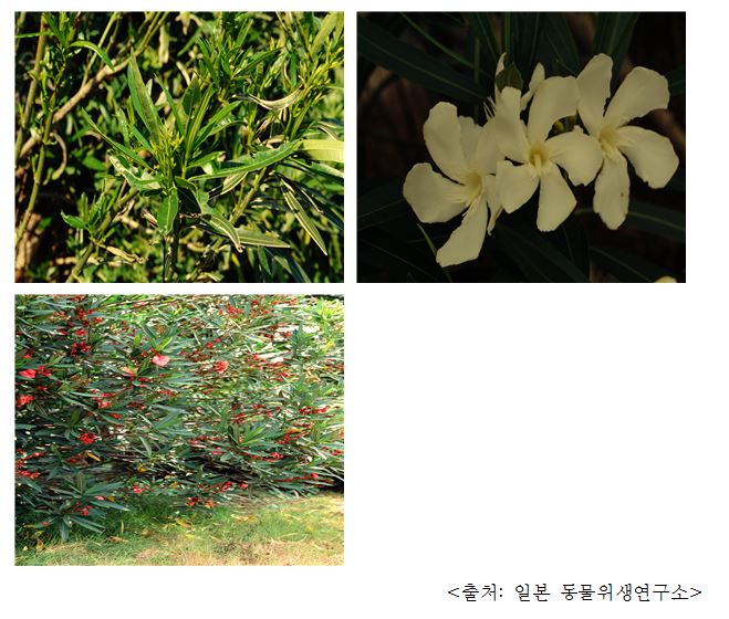 협죽도 Oleander (Nerium indicum Mill.)