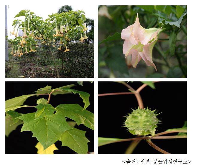 흰독말풀 Thornapple, jimsonweed (Datura stramonium L. var. stramonium)