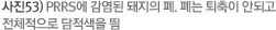 사진53) PRRS에 감염된 돼지의 폐. 폐는 퇴축이 안되고 전체적으로 담적색을 띔