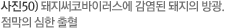 사진50) 돼지써코바이러스에 감염된 돼지의 방광. 점막의 심한 출혈