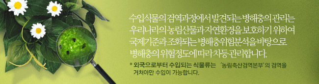 수입식물의 검역과정에서 발견되는 병해충의 관리는 우리나라의 농림산물과 자연환경을 보호하기 위하여 국제기준과 조화되는 병해충위험분석을 바탕으로 병해충의 위험정도에 따라 차등 관리합니다. *외국으로부터 수입되는 식물류는 농림축산검역본부의 검역을 거쳐야만 수입이 가능합니다.